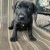 Pitbull x Lab puppies