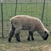 Suffolk/Hampshire ewes