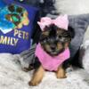 yorkipoo babies located near chicago