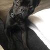 Male French bulldog