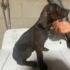 4month old Doberman & Presa Canario mix Female