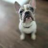 French bulldog 