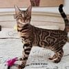 Bengal brown kittens