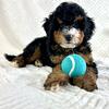 F1B Mini Bernedoodle Puppies Ready Now
