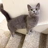 Free Cat to good home