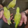 Handfed Baby quaker parrots