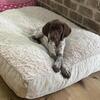 Rehoming