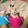 Rag doll kittens       Ready for homes