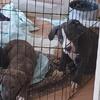 5 female puppies left needing homes