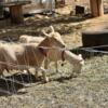 Bred Nigerian Dwarf Goats