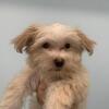 Morkie 