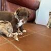 Australian shepherd puppies 