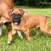 AKC Male Boxer Puppies