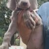 Registered Weimaraner Puppies- price reduced