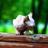 Newborn Female Hairless Elf Blue Eyes - Sphynx Elf Bambino & Dwelf - SphynxKing.Com