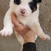 Australian cattle dog puppies