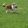 Old-Time Scotch Collies in Michigan