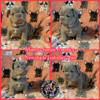 AKC Newshade Isabella French bulldogs