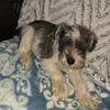 Mini Schnauzer puppies