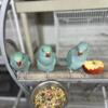 Hand feed  Indian ringneck