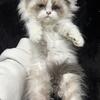 Beautiful Himalayan 