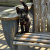 Tortie Kitten “Toni”