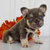 Maverick Male Fluffy French Bulldog