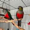 Crimson Bellied Conures Pr#3