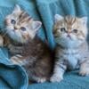 Brown patched tabby Exotic females available as pets now, age 3 months.