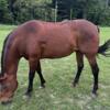 26 year old Morgan/quarter horse mare