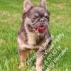 18lbs 2x Polar JR Blue & Tan Visual Fluffy French bulldog up for stud