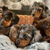 Beautiful Miniature Dachshund Puppies 