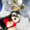 Yorkie Chon Puppies located near Chicago