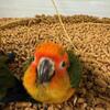 Handfed sweet baby Sun Conures