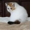 Persian Kittens and Exotic Shorthair Kittens