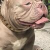 1 Year old Male bully looking for new home 