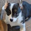 Corgi Bandit