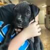 AKC boxer male sealed reverse brindle (black)