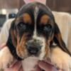 AKC Basset Hound puppies