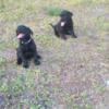 AKC Lab puppies central florida