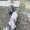 pair mini pigs open to trades