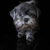 CKC Shih-Tzu Stud
