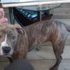 Rehoming Young Female Pit.
