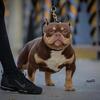 SOLD OUT - Pocket American Bully Puppies