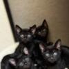 F5 Savannahs- Melanistic (black with black spots)