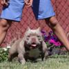 American bully stud service