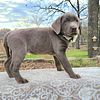 Silver lab puppies AKC