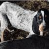 American English Coon Hound