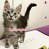 Babana Maine Coon Kitty For New Homes