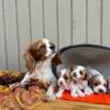 Adorable cavalier King Charles Spaniel puppies